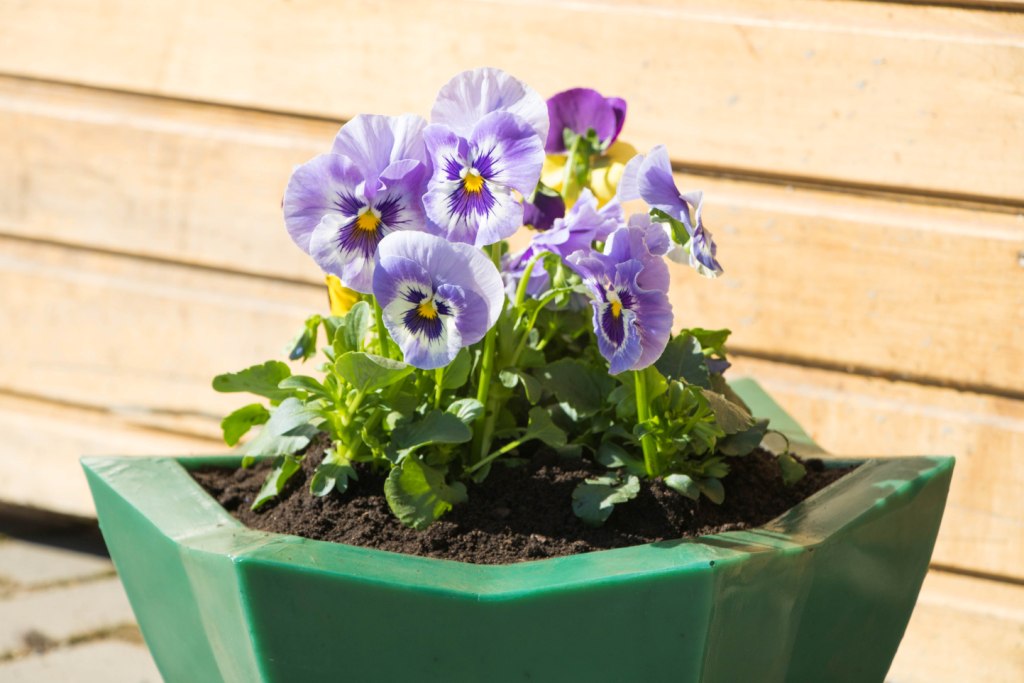 Вазон пластиковый. Собственное производство. Чистоград. Кашпо цветочное Лотос 350/450. Модель 2019  🍏 Каталог ранее выпускаемой завовом продукции  ⛲ — это Завод Чистовод, Минск — это септик автономной канализации «под ключ» в частном доме и на даче в Минске и по Беларуси, это канализация с гарантией, доставкой и рассрочкой   Каталог