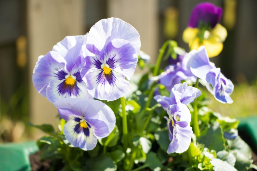 Вазон пластиковый. Собственное производство. Чистоград. Кашпо цветочное Лотос 350/450. Модель 2019  🍏 Каталог ранее выпускаемой завовом продукции  ⛲ — это Завод Чистовод, Минск — это септик автономной канализации «под ключ» в частном доме и на даче в Минске и по Беларуси, это канализация с гарантией, доставкой и рассрочкой   Каталог