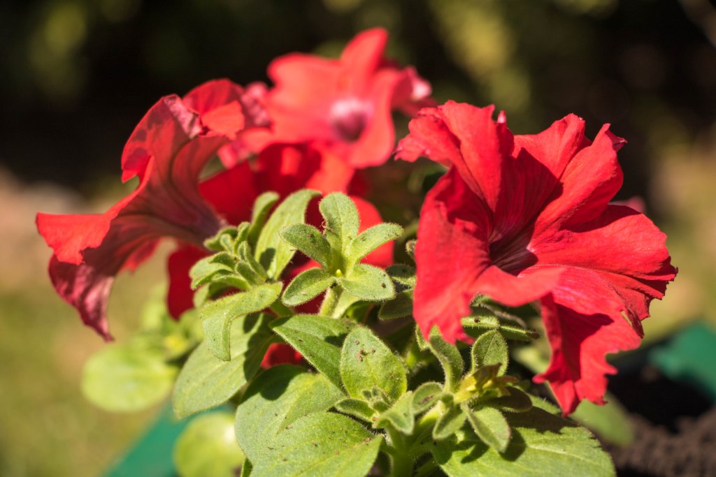 Вазон пластиковый. Собственное производство. Чистоград. Кашпо цветочное Лотос 350/450. Модель 2019  🍏 Каталог ранее выпускаемой завовом продукции  ⛲ — это Завод Чистовод, Минск — это септик автономной канализации «под ключ» в частном доме и на даче в Минске и по Беларуси, это канализация с гарантией, доставкой и рассрочкой   Каталог